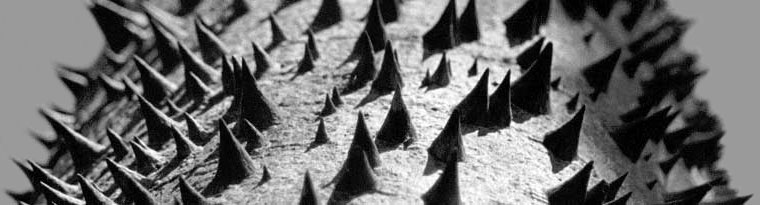 Spiked Tree