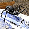 The Spider and the Sword